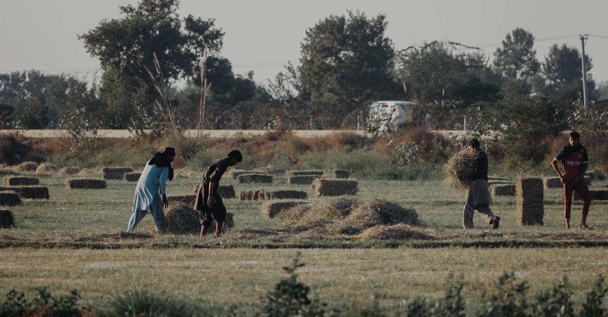 découvrez comment les coopératives agricoles favorisent la collaboration entre agriculteurs, améliorent la production locale et soutiennent l'économie rurale. explorez les avantages d'un modèle durable pour le développement agricole.