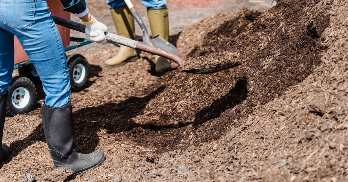 découvrez le rôle essentiel des coopératives agricoles dans le soutien aux agriculteurs, la promotion du développement durable et l'amélioration des pratiques agricoles. explorez les bénéfices de la coopération pour une agriculture plus solidaire et performante.