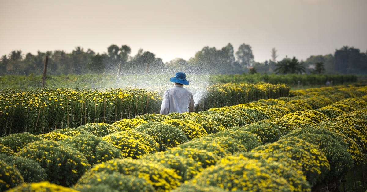 découvrez l'univers riche et diversifié de l'agriculture : techniques, innovations, et enjeux environnementaux. plongez dans les pratiques durables qui façonnent l'avenir de la production alimentaire.