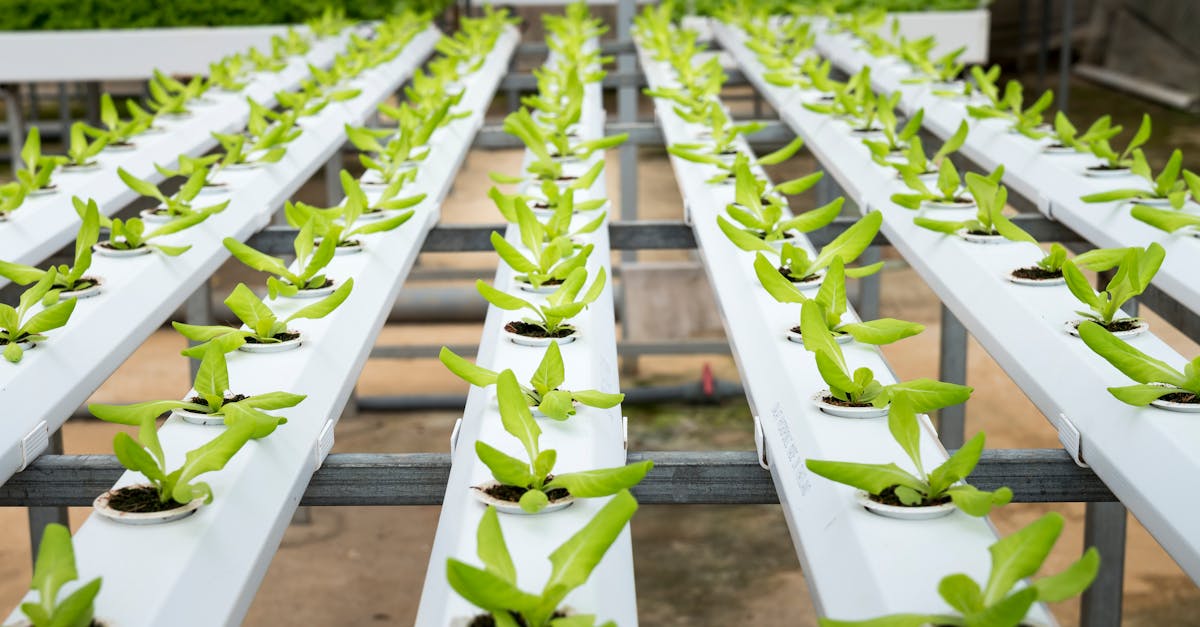 découvrez l'univers de l'agriculture : techniques innovantes, enjeux environnementaux, et solutions durables pour assurer une production alimentaire responsable et respectueuse de la nature.