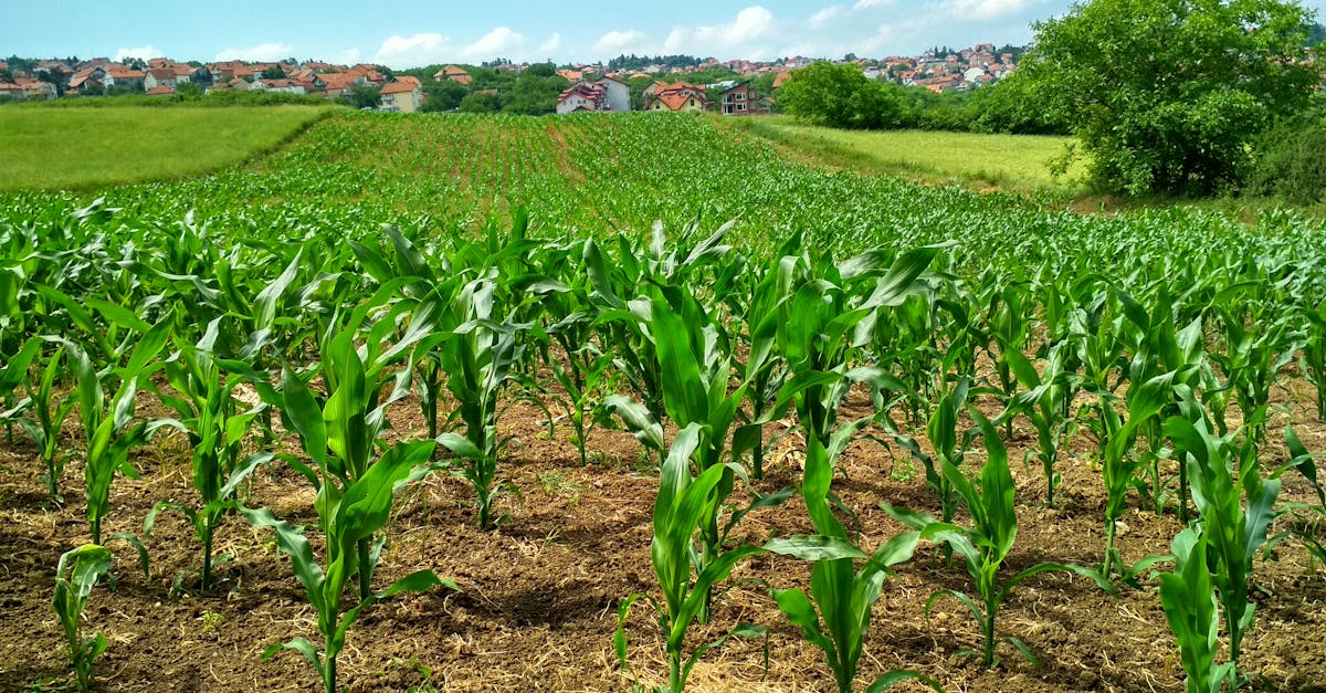 découvrez l'univers de l'agriculture, un secteur essentiel qui allie tradition et innovation pour assurer notre alimentation tout en respectant l'environnement. explorez les différentes pratiques agricoles, les avancées technologiques et les enjeux du développement durable.