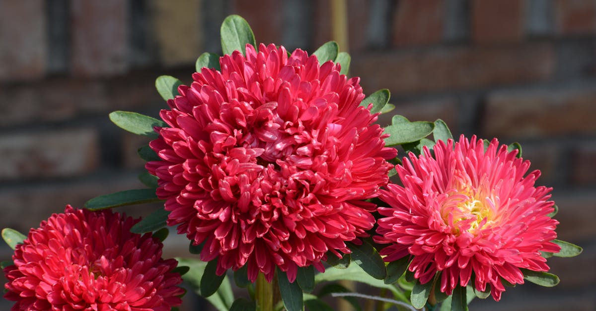 découvrez notre guide complet sur les fleurs annuelles ! ces magnifiques plantes apportent couleur et vie à votre jardin tout au long de l'année. explorez les variétés, les conseils de culture et d'entretien pour en profiter pleinement.