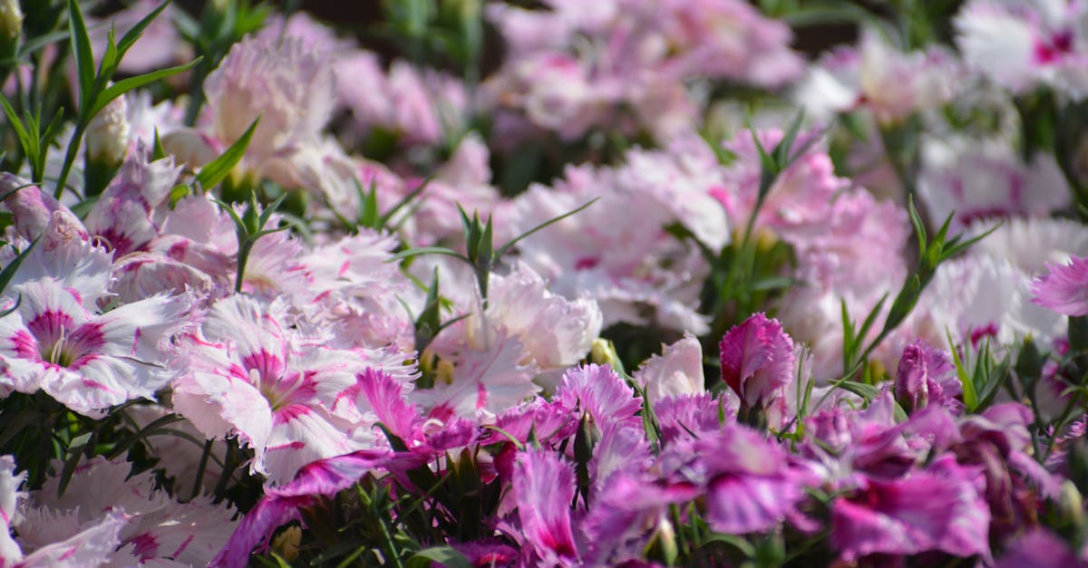 découvrez notre sélection de fleurs annuelles pour embellir vos jardins tout au long de l'année. des couleurs éclatantes et une floraison abondante pour égayer vos espaces extérieurs.