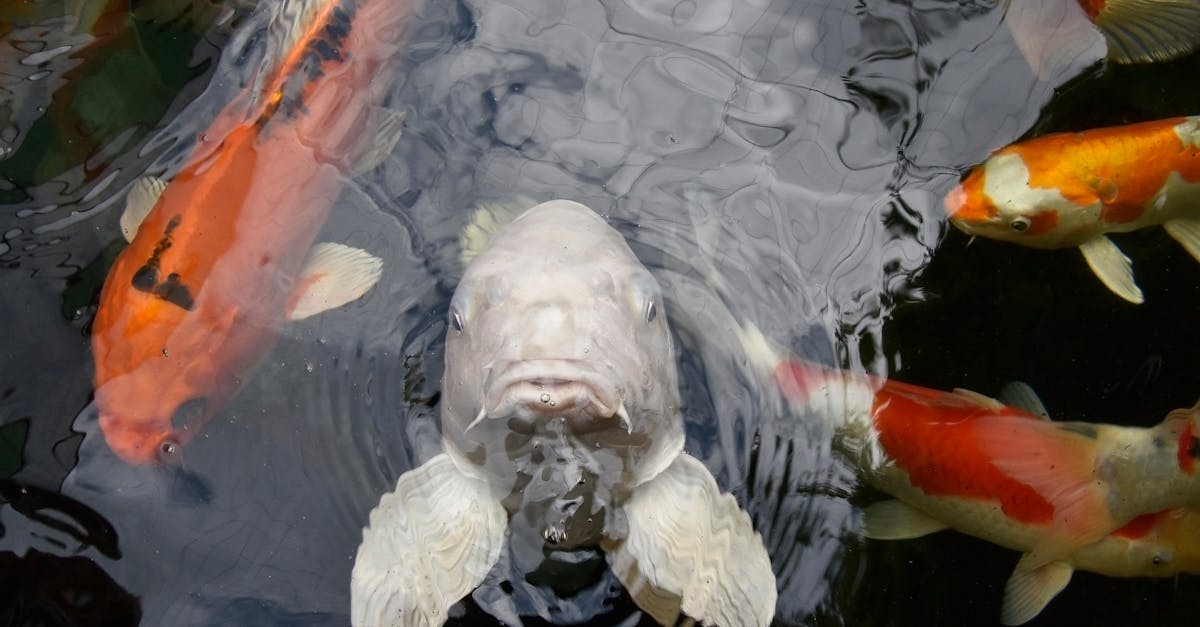 découvrez l'aquaponie, une méthode innovante de culture durable alliant aquaculture et agriculture. apprenez comment cette technique écoresponsable permet de produire des plantes et des poissons de manière harmonieuse tout en préservant l'environnement.