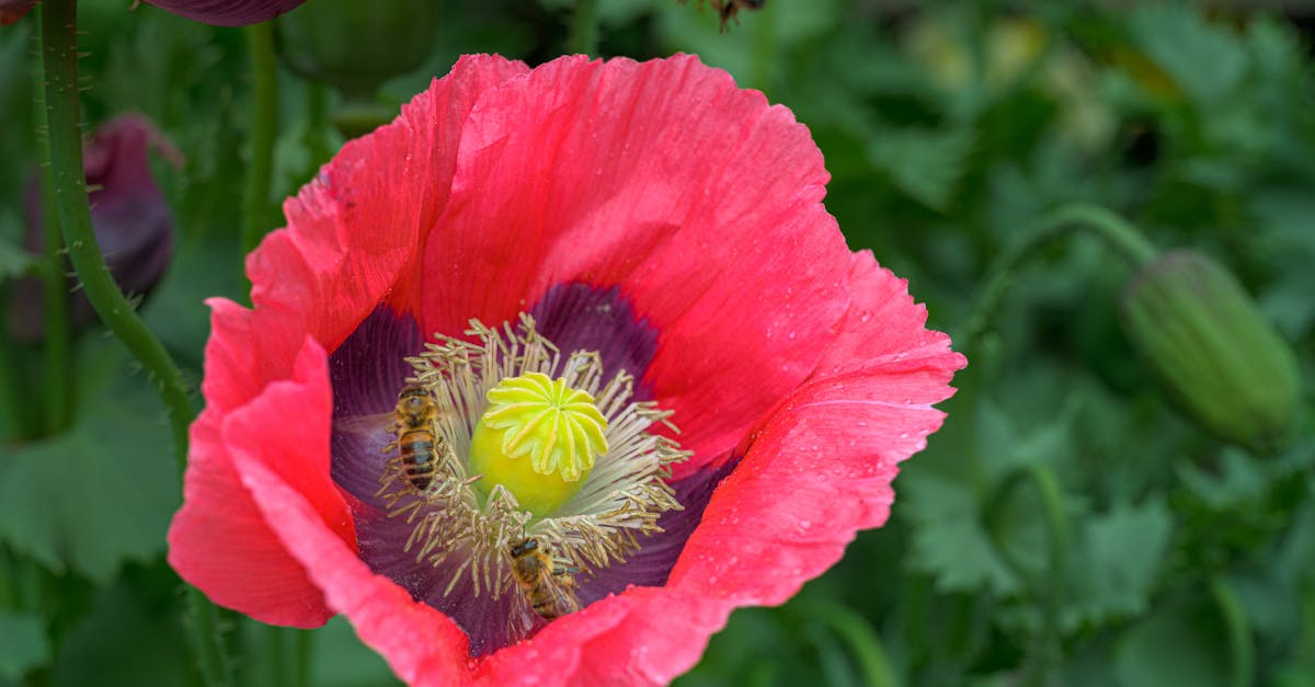 apprenez à attirer les abeilles dans votre jardin grâce à des astuces simples et efficaces. découvrez les plantes, les fleurs et les aménagements qui favorisent leur présence et contribuez à la pollinisation tout en préservant la biodiversité.
