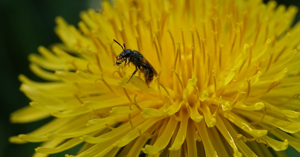 découvrez des méthodes simples et efficaces pour attirer les abeilles dans votre jardin. apprenez à créer un environnement accueillant avec des fleurs adaptées et des abris naturels pour favoriser la pollinisation et la biodiversité.