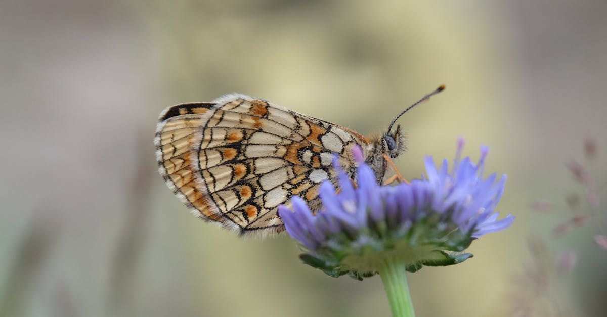 découvrez des astuces pratiques pour attirer les abeilles dans votre jardin. apprenez à créer un environnement favorable avec des plantes nectarifères et des habitats adaptés, tout en contribuant à la préservation de ces pollinisateurs essentiels.