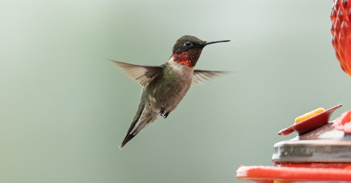 découvrez comment attirer les oiseaux dans votre jardin avec des conseils pratiques sur l'alimentation, les nichoirs et l'aménagement paysager. apprenez à créer un refuge idéal pour observer la faune aviaire tout en embellissant votre espace extérieur.