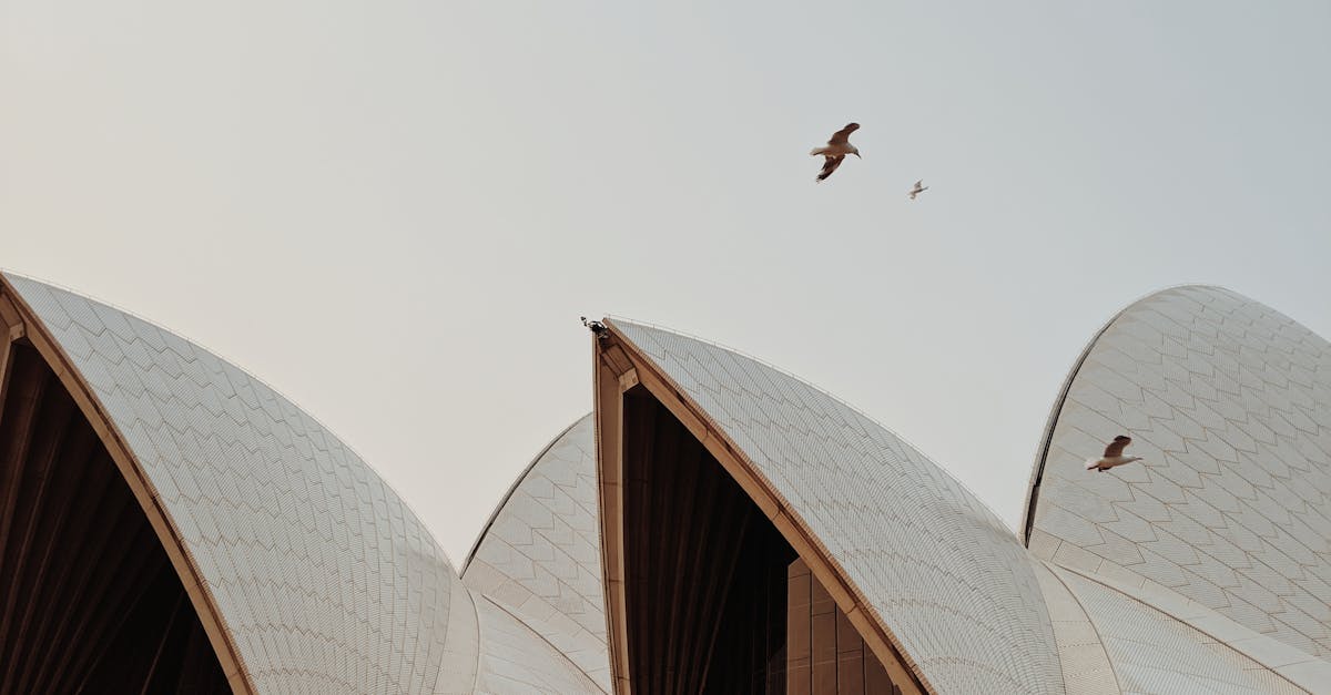 découvrez comment attirer les oiseaux dans votre jardin grâce à des astuces simples et efficaces. aménagez un espace naturel avec des plantes adaptées, des mangeoires et des bains d'oiseaux pour profiter du spectacle de ces magnifiques créatures.
