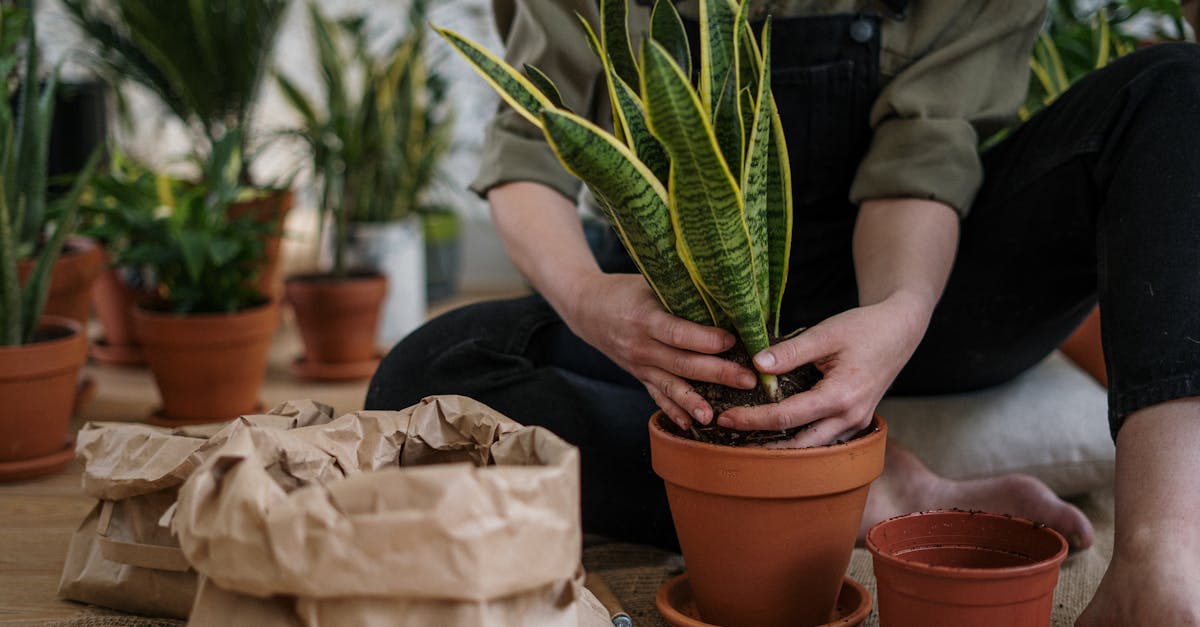 découvrez notre sélection d'outils de jardinage bio, conçus pour cultiver votre jardin de manière écologique et durable. profitez d'une jardinage respectueux de l'environnement tout en obtenant des résultats optimaux.