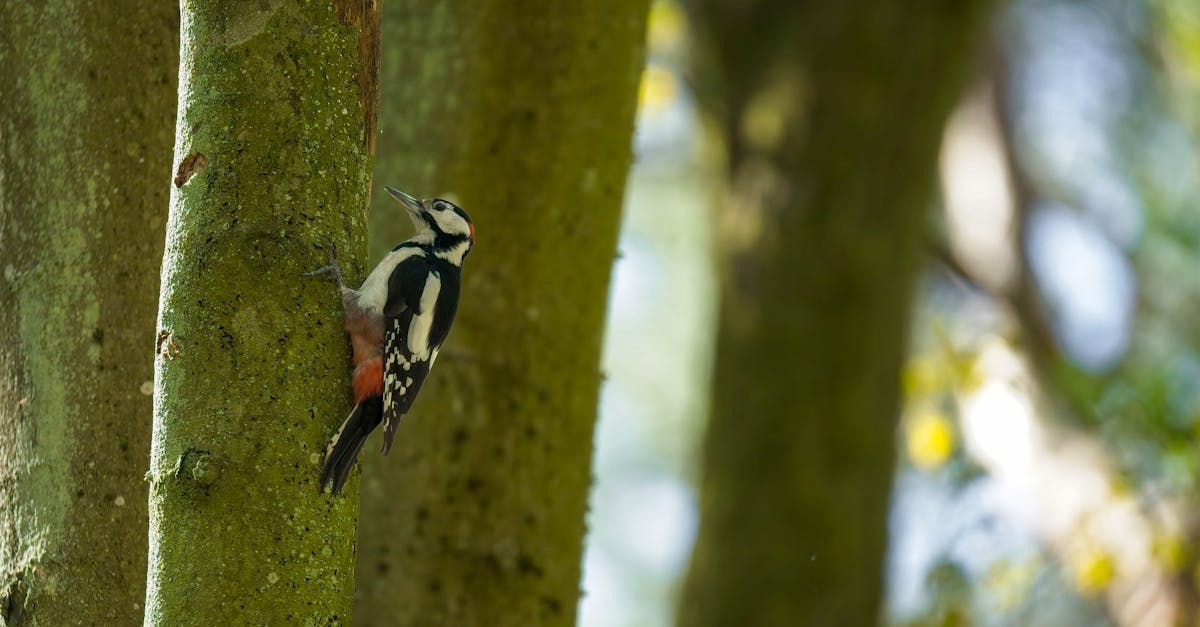 découvrez l'importance de la biodiversité pour notre planète. explorez les différentes espèces, leurs écosystèmes et les défis auxquels ils font face. apprenez comment préserver la richesse naturelle de notre monde pour les générations futures.