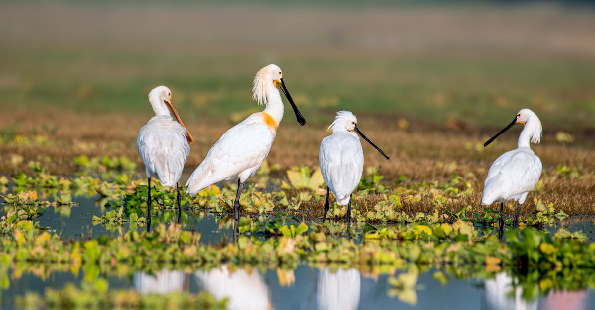 découvrez l'importance de la biodiversité et son impact essentiel sur notre planète. explorez comment la diversité des espèces contribue à l'équilibre écologique, à la santé des écosystèmes et au bien-être humain. apprenez les actions à entreprendre pour protéger et préserver cette richesse naturelle.