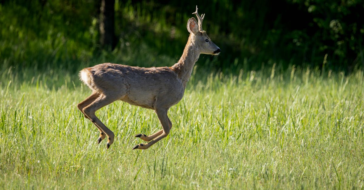 découvrez l'importance de la biodiversité pour notre planète, ses enjeux, et comment la préserver pour les générations futures. explorez les écosystèmes, la faune et la flore, et engagez-vous pour la protection de notre environnement.