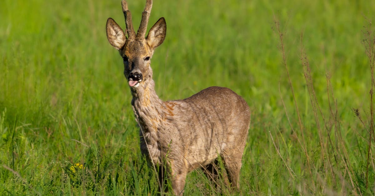 découvrez l'importance de la biodiversité pour notre planète. explorez les différentes espèces, leurs écosystèmes et les menaces qui pèsent sur la diversité biologique. apprenez comment préserver cette richesse naturelle essentielle à l'équilibre de notre environnement.