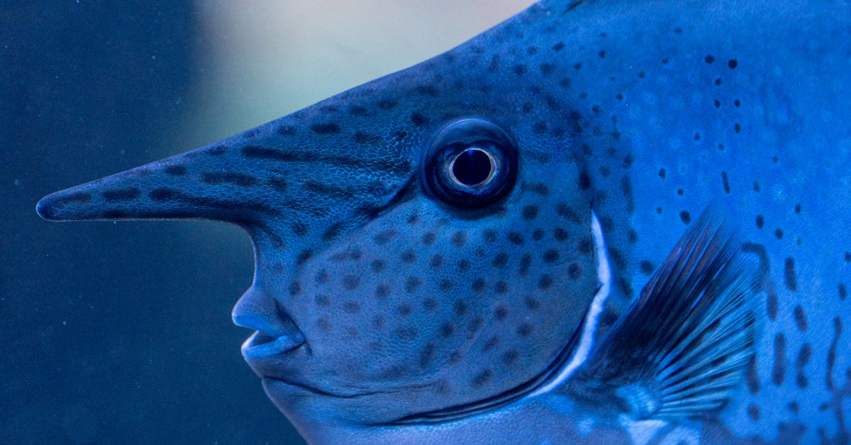 découvrez l'importance de la biodiversité pour notre planète, ses écosystèmes et notre bien-être. apprenez comment préserver la diversité des espèces pour garantir un avenir durable.