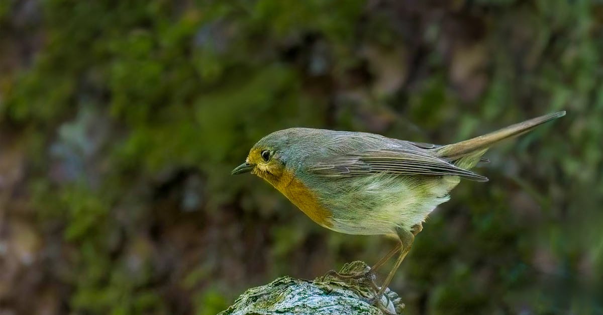 découvrez l'importance de la biodiversité, la variété des formes de vie sur terre, et son rôle essentiel dans l'équilibre des écosystèmes. apprenez comment préserver cette richesse naturelle pour les générations futures et pourquoi chaque espèce compte.