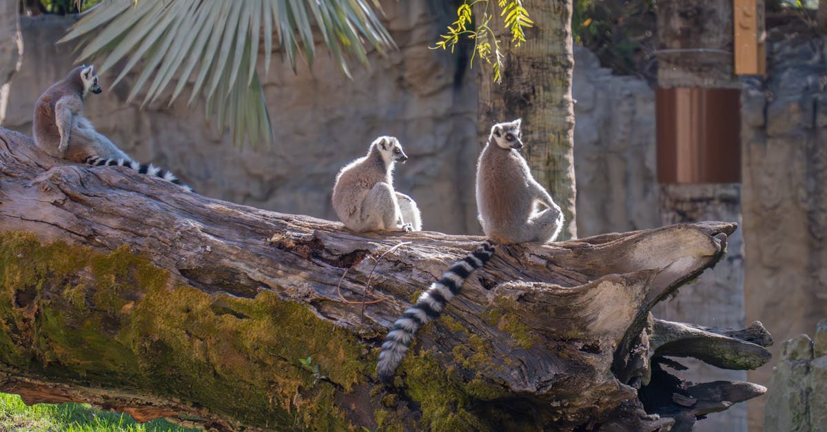 découvrez l'importance de la biodiversité, sa richesse et son impact sur notre planète. apprenez comment préserver les écosystèmes et les espèces pour un avenir durable.