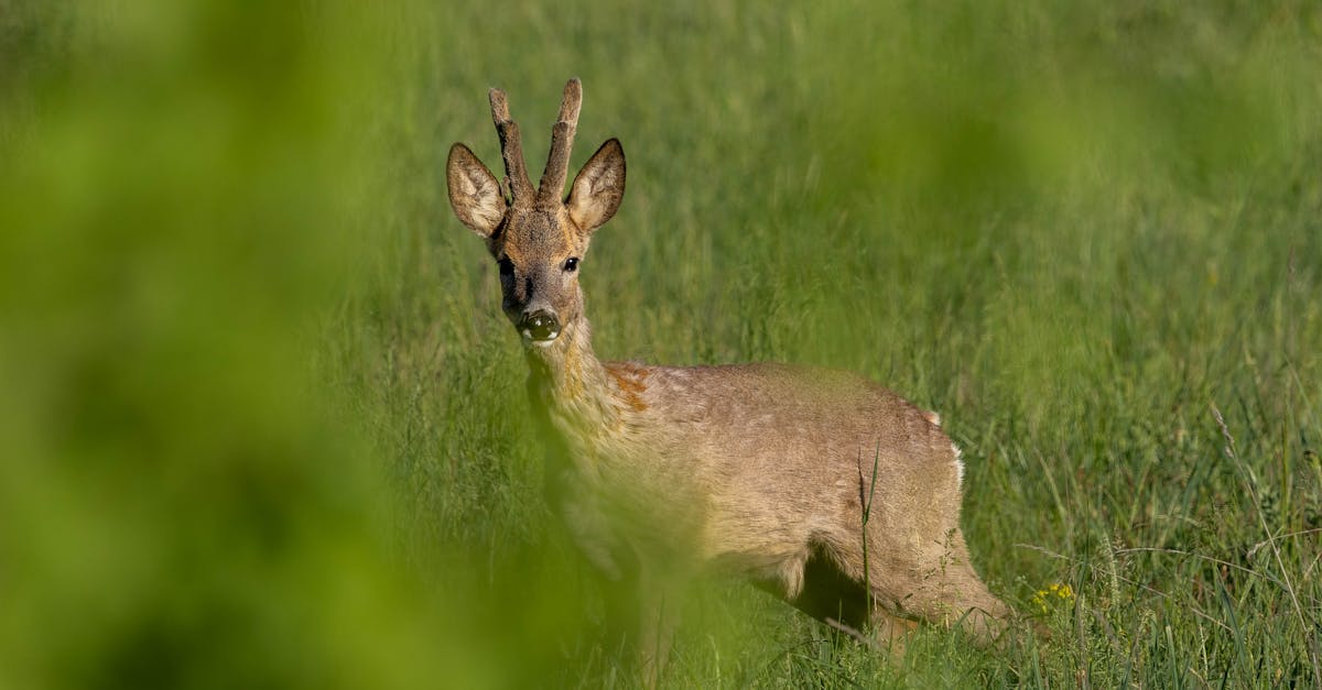 découvrez l'importance cruciale de la biodiversité pour l'équilibre des écosystèmes, la durabilité de notre planète et notre qualité de vie. explorez comment la conservation des espèces et des habitats contribue à la santé de la terre et au bien-être des générations futures.
