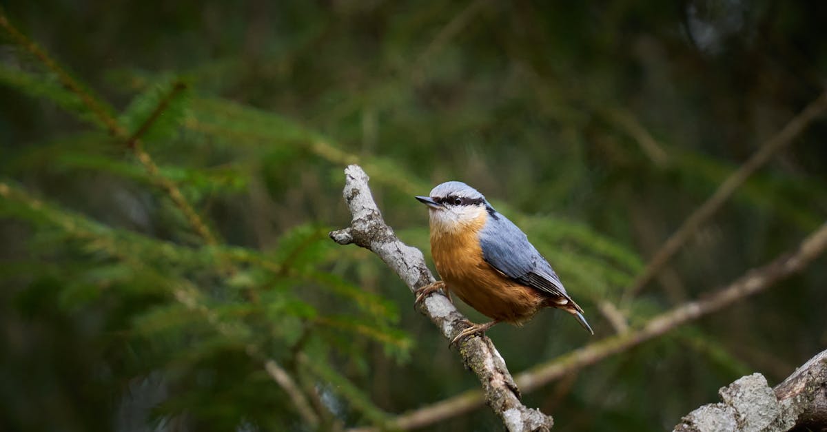 découvrez l'importance de la biodiversité, sa richesse et son rôle essentiel dans l'équilibre des écosystèmes. explorez les menaces qui pèsent sur la diversité des espèces et les initiatives pour la préserver.