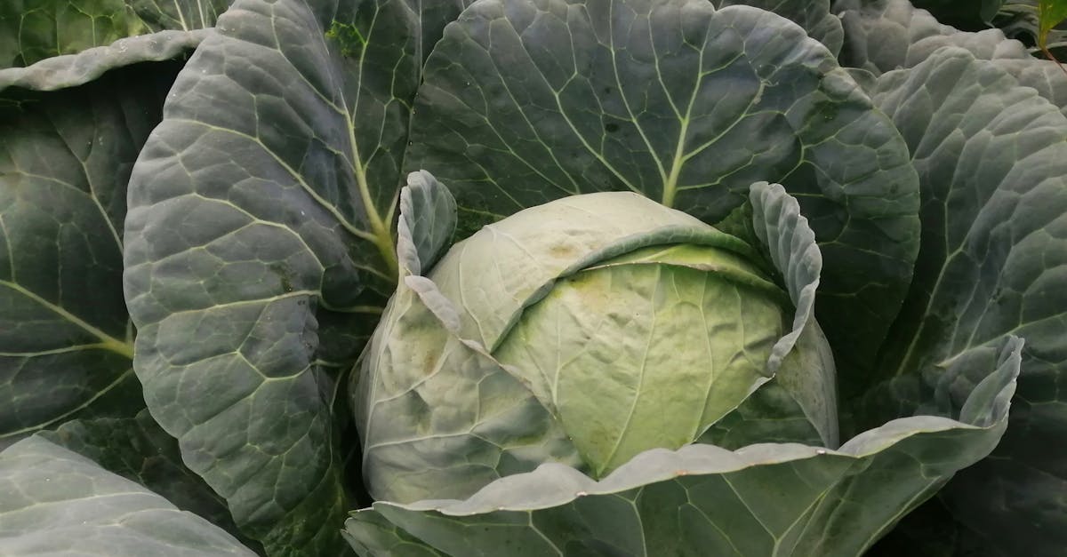 découvrez l'agriculture biodynamique, une méthode de culture durable qui respecte les rythmes naturels et favorise la biodiversité. apprenez comment cette approche holistique transforme la production alimentaire en alliant traditions anciennes et innovations modernes.