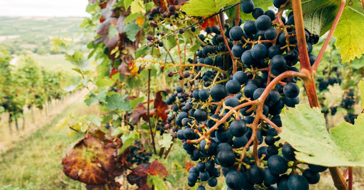 découvrez l'agriculture biodynamique, une approche holistique et durable qui respecte les cycles naturels et favorise la biodiversité. apprenez comment cette méthode révolutionne l'agriculture moderne et améliore la qualité des récoltes, tout en préservant l'environnement.