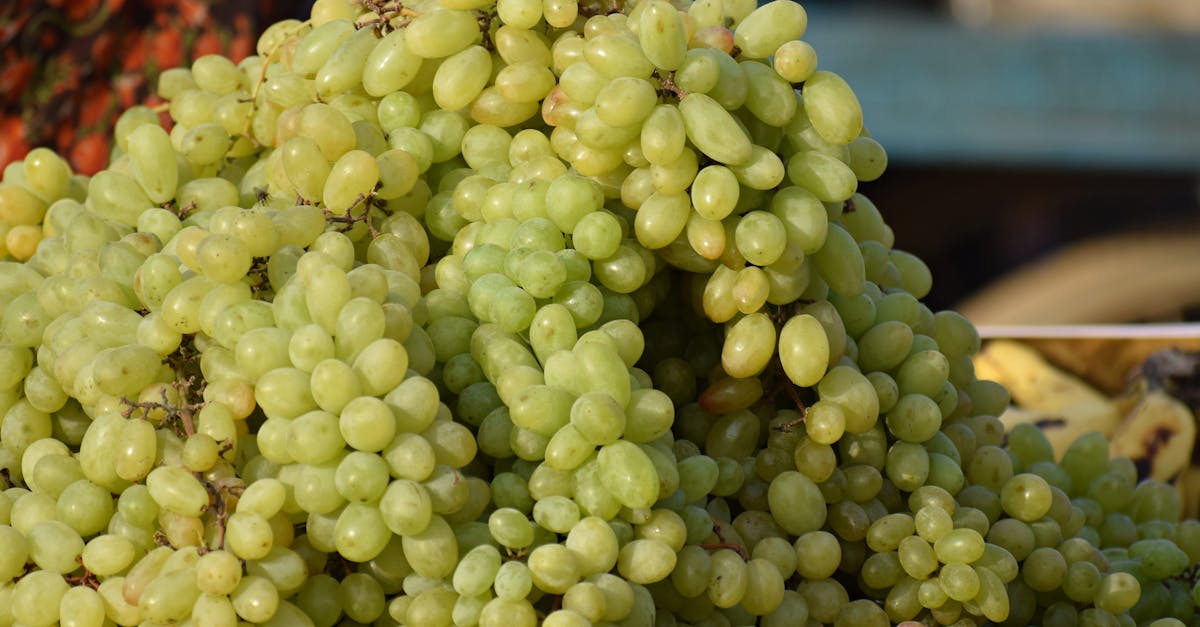 découvrez l'agriculture biodynamique : une méthode durable qui respecte les cycles naturels et favorise la biodiversité. apprenez comment cette pratique innovante transforme l'agriculture en alliant tradition et science pour produire des aliments sains et nutritifs.