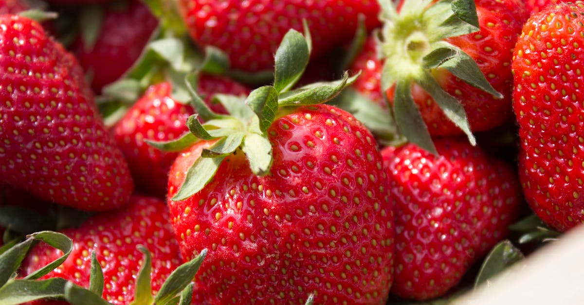 découvrez le jardinage biodynamique, une approche écologique et holistique qui harmonise les pratiques de culture avec les rythmes naturels. apprenez à cultiver des plantes saines tout en améliorant la fertilité du sol et en favorisant la biodiversité.