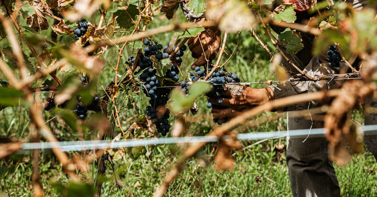 découvrez le monde fascinant de la biodynamie, une approche agricole durable qui respecte les cycles naturels et favorise la santé des sols, des plantes et des écosystèmes. apprenez comment cette méthode innovante transforme notre rapport à l'agriculture et améliore la qualité des aliments.