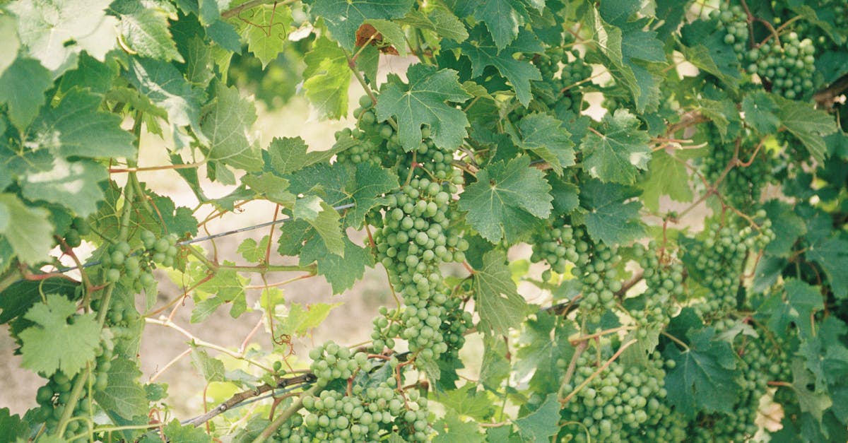 découvrez le monde de la biodynamie, une approche agricole holistique qui combine des pratiques durables et des philosophies respectueuses de la nature pour cultiver des produits sains et de qualité. apprenez comment cette méthode enrichit les sols, favorise la biodiversité et produit des aliments de manière éthique.