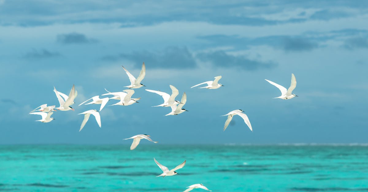 découvrez le monde fascinant des oiseaux, avec des informations sur leurs habitats, comportements, et espèces variées. plongez dans l'aventure ornithologique et apprenez à mieux connaître ces créatures ailées.