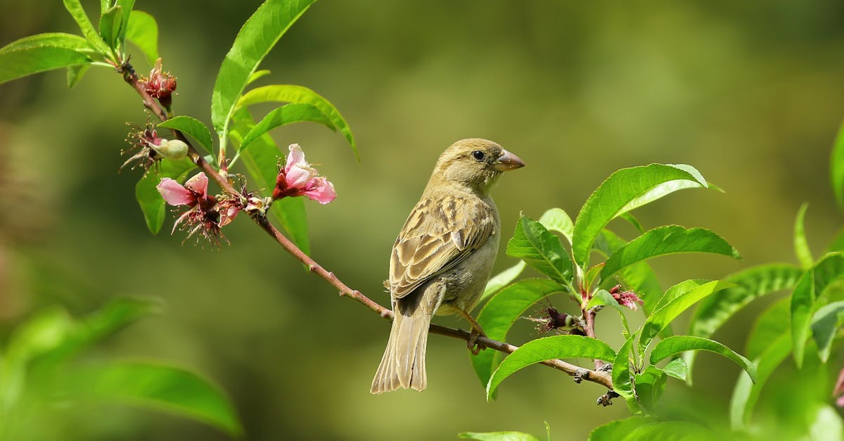 découvrez l'univers fascinant des oiseaux : leurs espèces, habitats, comportements et le rôle vital qu'ils jouent dans nos écosystèmes. plongez dans la magnifique diversité aviaire et apprenez à mieux les connaître.
