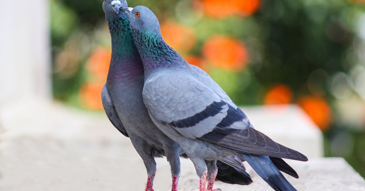 découvrez le monde fascinant des oiseaux avec notre guide complet. explorez leur diversité, leurs habitats, et apprenez-en davantage sur les comportements uniques de ces créatures ailées qui enchantent notre quotidien.