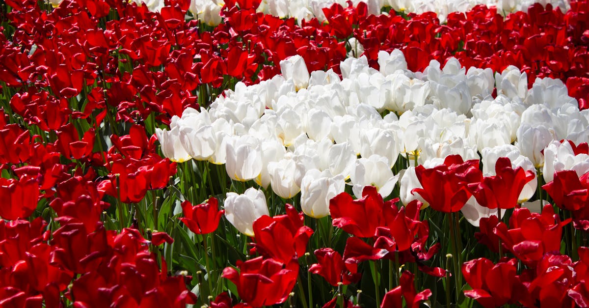 découvrez comment jardiner à petit budget avec nos astuces pratiques et économes. transformez votre espace extérieur sans vous ruiner et cultivez des plantes florissantes grâce à des conseils accessibles pour tous les passionnés de jardinage.