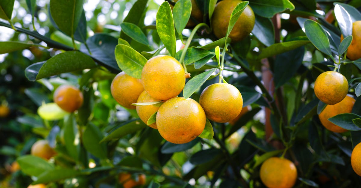 découvrez l'univers rafraîchissant des agrumes : des saveurs vives et ensoleillées, des bienfaits pour la santé et des recettes délicieuses à base de citron, orange, pamplemousse et bien d'autres. plongez dans la richesse des agrumes et ajoutez une touche de fraîcheur à votre quotidien.