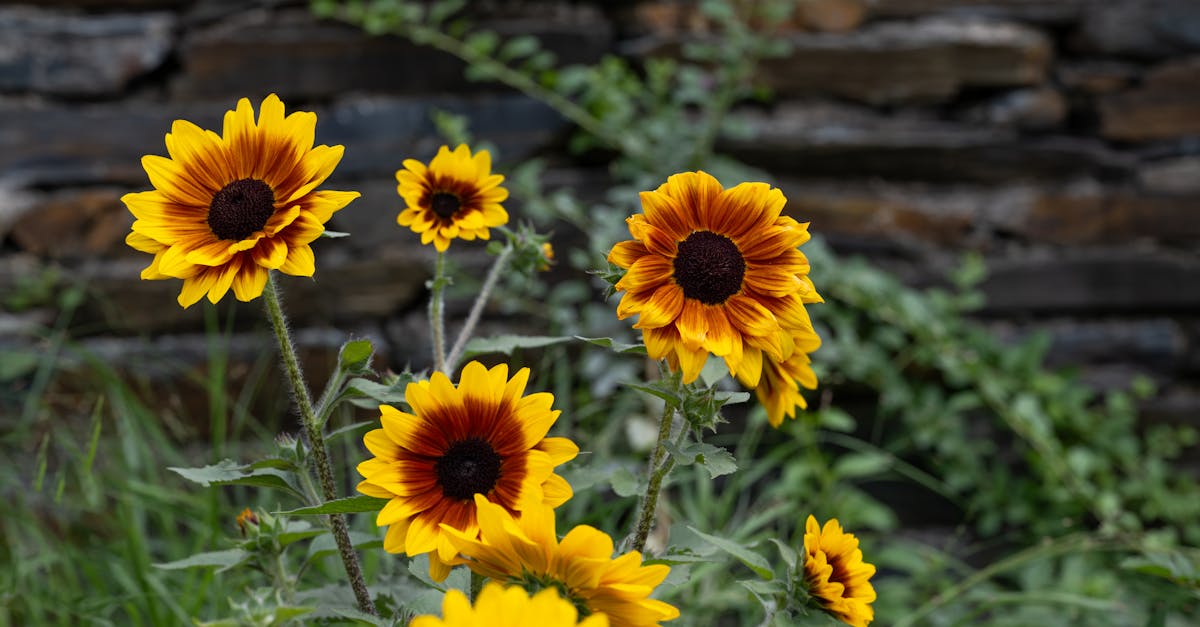 découvrez l'art du compagnonnage en jardinage avec notre guide sur le companion planting. apprenez à associer les plantes de manière bénéfique pour optimiser la croissance, améliorer la santé des cultures et favoriser une biodiversité naturelle. transformez votre jardin en un écosystème harmonieux grâce à ces techniques écologiques.