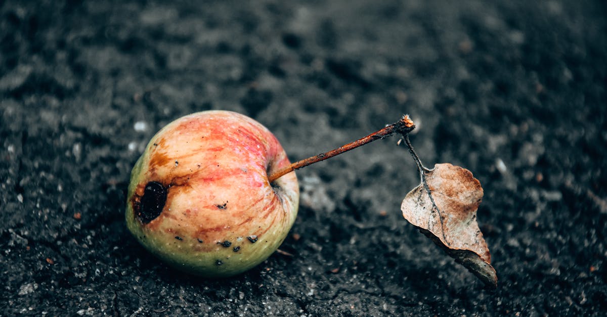 découvrez les avantages du compostage pour un jardin sain et durable. apprenez à transformer vos déchets organiques en compost riche et nourrissant, tout en contribuant à la préservation de l'environnement. initiez-vous aux techniques de compostage et entraîne-vous à réduire vos déchets tout en améliorant la qualité de votre sol.