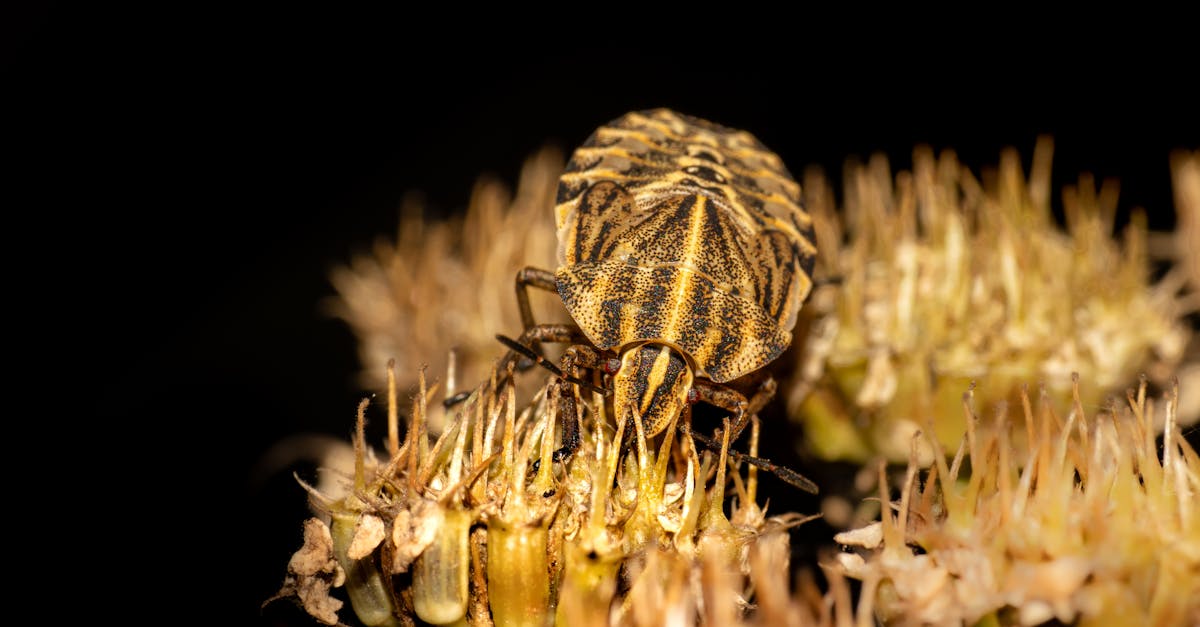 découvrez l'art du compostage, une pratique éco-responsable qui transforme vos déchets organiques en un riche humus pour nourrir vos plantes. apprenez les techniques et astuces pour réaliser un compost efficace, réduire vos déchets et contribuer à un monde plus durable.