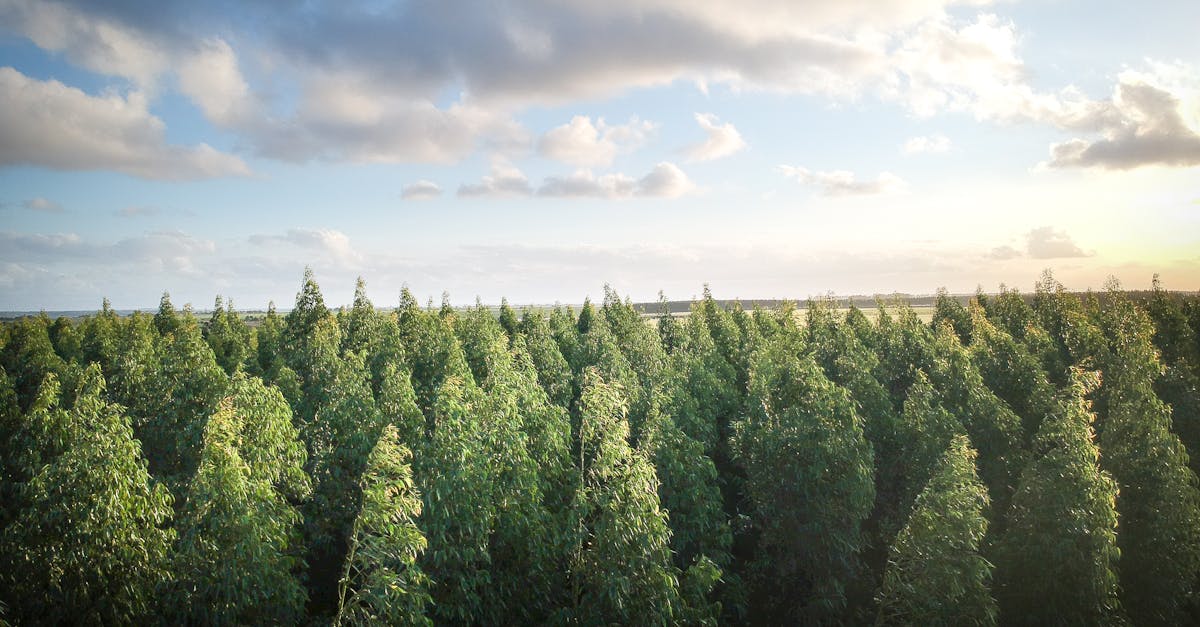 découvrez les avantages de l'agriculture de conservation, une pratique durable qui préserve les sols, optimise l'utilisation des ressources et favorise la biodiversité, tout en augmentant les rendements des cultures.