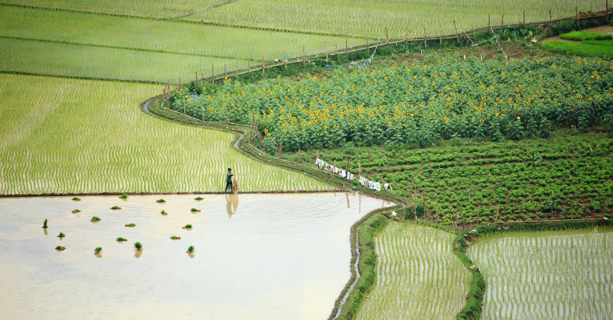 la rotation des cultures est une technique agronomique essentielle qui améliore la fertilité des sols, réduit les maladies des plantes et augmente la biodiversité. découvrez comment cette pratique durable peut transformer vos méthodes agricoles et optimiser vos rendements.