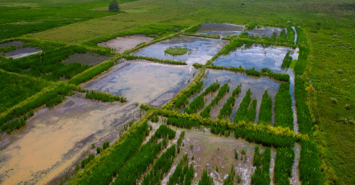 découvrez l'importance de la rotation des cultures pour améliorer la santé des sols, augmenter les rendements des récoltes et réduire l'usage des pesticides. apprenez les meilleures pratiques pour diversifier vos cultures et favoriser un agriculture durable.