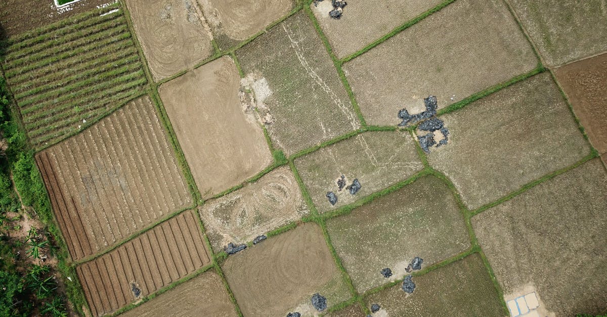 découvrez l'importance de la rotation des cultures pour améliorer la santé des sols, maximiser les rendements agricoles et favoriser la biodiversité. apprenez les meilleures pratiques et les avantages d'une gestion durable des terres.