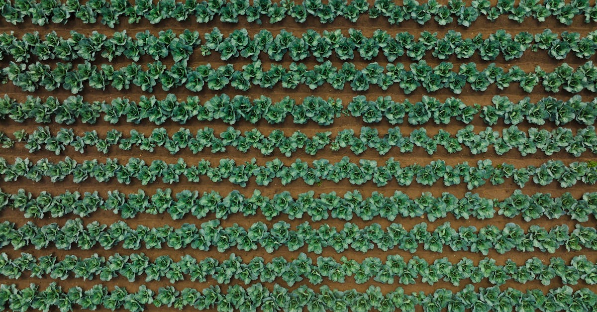découvrez les bienfaits de la rotation des cultures, une pratique agricole essentielle pour améliorer la santé des sols, optimiser les rendements et favoriser la biodiversité. apprenez à diversifier vos cultures pour une agriculture durable et productive.