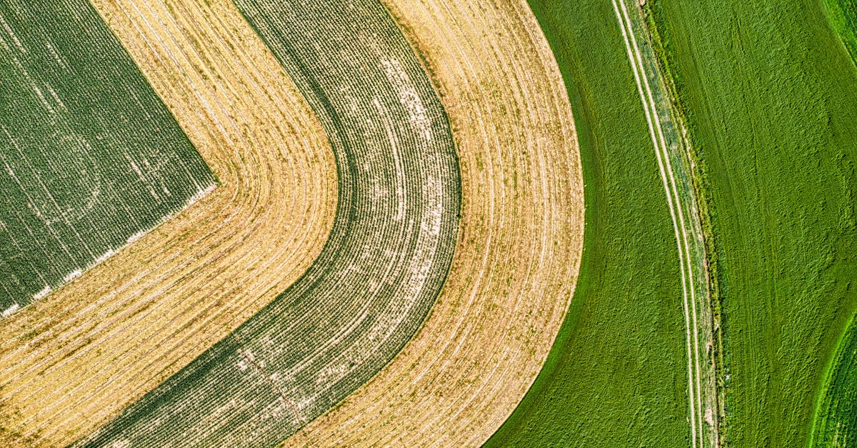 découvrez l'importance de la rotation des cultures pour améliorer la santé des sols, optimiser les récoltes et favoriser la biodiversité. apprenez des techniques efficaces pour diversifier vos plantations et prévenir les maladies.