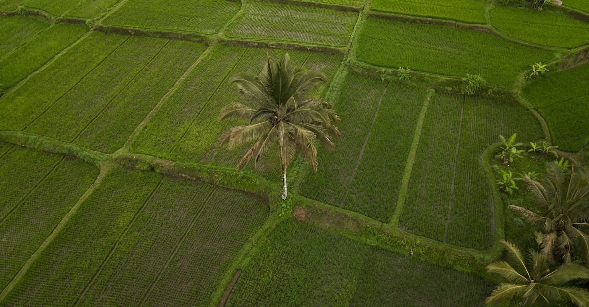 découvrez l'importance de la rotation des cultures pour maintenir la santé des sols, améliorer les rendements agricoles et favoriser la biodiversité. apprenez les techniques et avantages de cette pratique essentielle en agriculture durable.