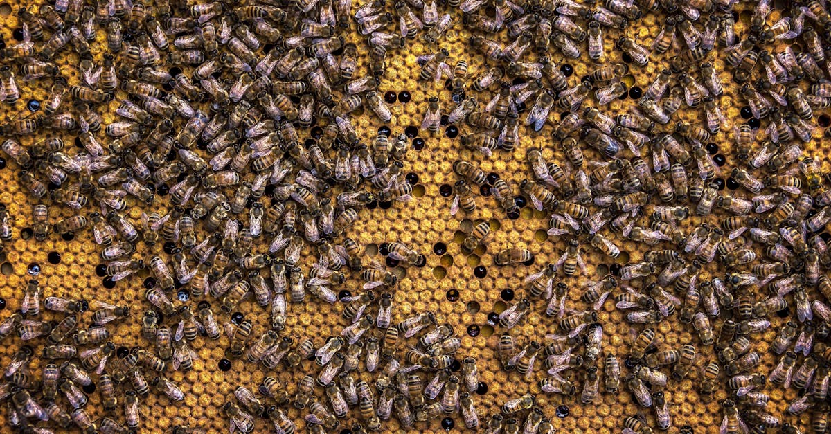 découvrez les causes et les conséquences du déclin des abeilles, ces pollinisateurs essentiels à notre écosystème. explorez les menaces qui pèsent sur leur survie et les solutions pour préserver ces insectes indispensables à la biodiversité.