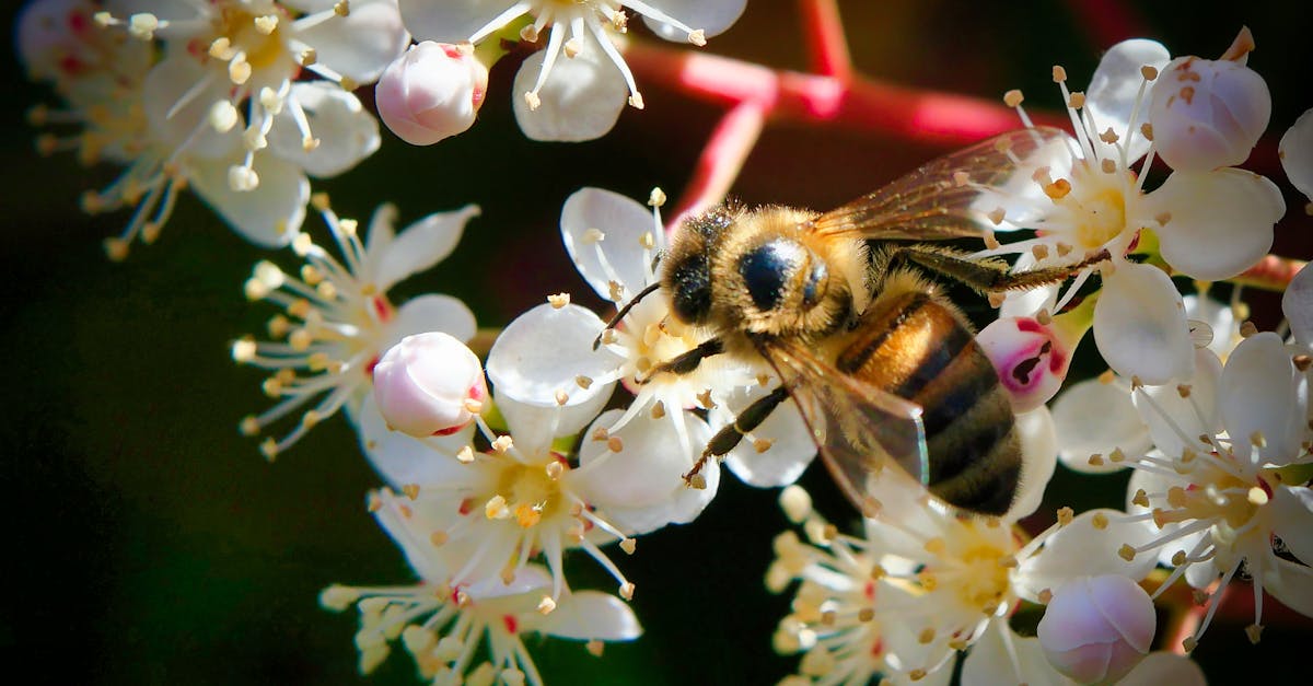 découvrez les causes et les conséquences du déclin des abeilles, un phénomène inquiétant qui menace notre écosystème et la pollinisation des cultures. explorez des solutions pour préserver ces pollinisateurs indispensables à la biodiversité.