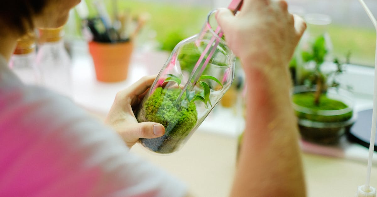 découvrez comment désinfecter correctement vos outils de jardinage pour préserver la santé de vos plantes. apprenez des techniques simples et efficaces pour éliminer les bactéries et les maladies, garantissant ainsi un jardin florissant.