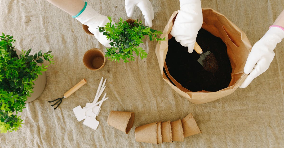apprenez comment désinfecter vos outils de jardinage efficacement pour prévenir les maladies des plantes et garantir un jardin sain. découvrez les meilleures méthodes et produits à utiliser pour maintenir vos outils en parfait état.