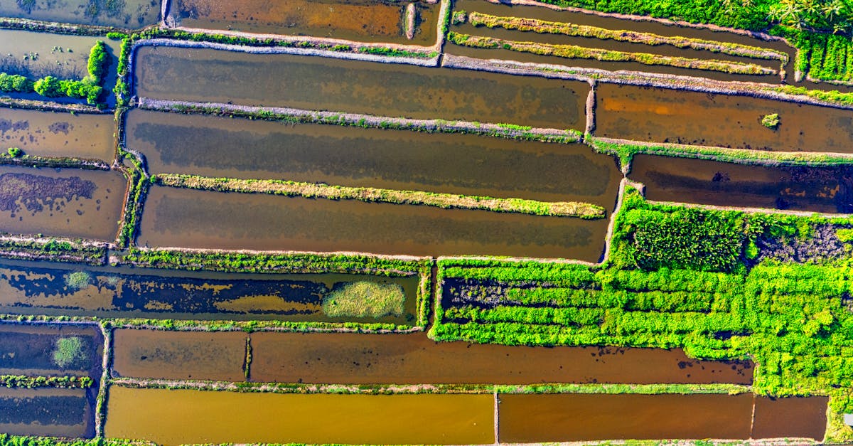 découvrez l'importance du drainage pour la gestion des eaux et la préservation des sols. apprenez les techniques et solutions efficaces pour éviter l'accumulation d'eau, améliorer la santé de vos plantes et garantir un environnement naturel sain.
