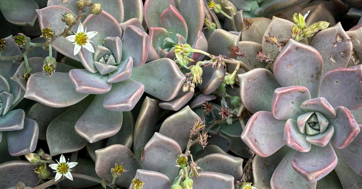 découvrez notre guide sur les plantes résistantes à la sécheresse, idéales pour embellir votre jardin tout en conservant de l'eau. apprenez à sélectionner et entretenir ces variétés robustes qui fleurissent même sous des conditions arides.